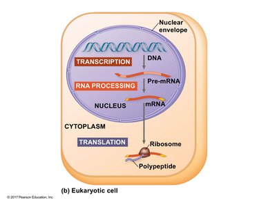 Gene expression in a eukaryotic cell with RNA processing