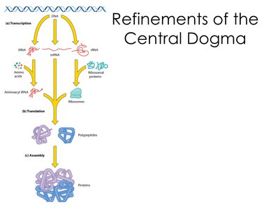 Refinements of the central dogma: multiple RNA types and protein assembly