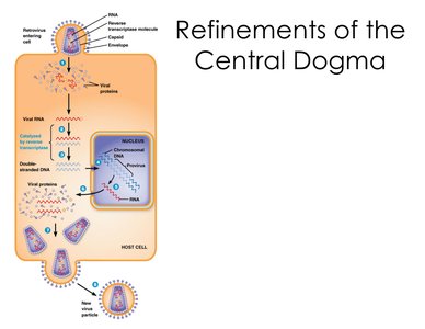 Reverse transcription in retroviruses