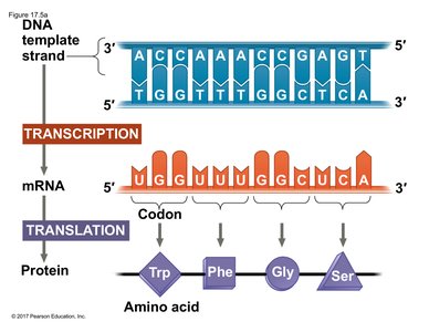 Transcription and translation: codons and amino acids