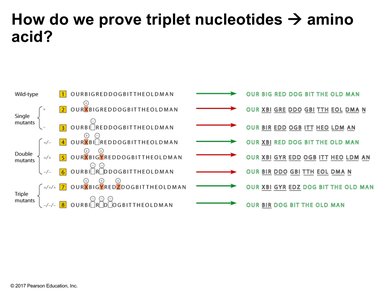 Frameshift mutations and the triplet code