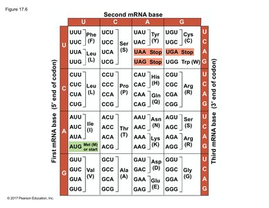 Genetic code table: codons and amino acids