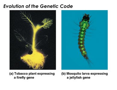 Evolution of the genetic code: gene expression across species