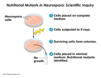 Experimental design with Neurospora: X-ray mutagenesis and growth on media