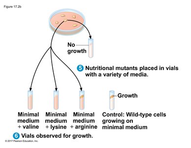 Testing nutritional mutants with different supplements