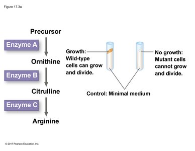 Metabolic pathway with enzymes and growth outcomes