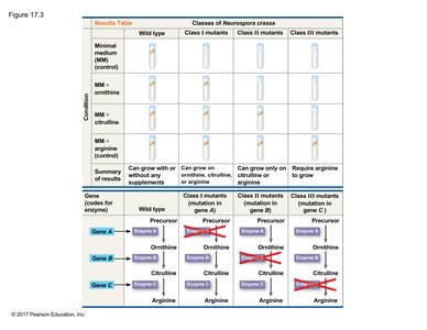 Table and diagram of mutant classes and pathway blockages