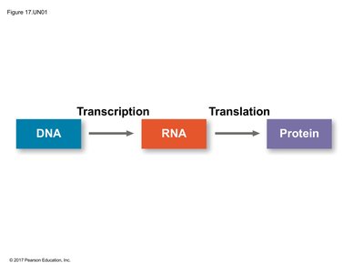 Central dogma: DNA to RNA to Protein