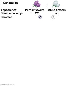 P Generation: gametes for purple and white flowers