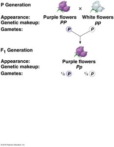 F1 Generation: gametes for purple flowers