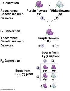 F2 Generation: Punnett square for flower color