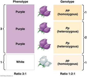 Phenotype and genotype ratios