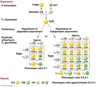 Dihybrid cross and independent assortment