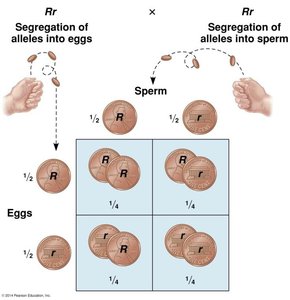 Dihybrid Punnett square