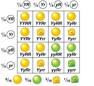 Probability calculations for dihybrid cross