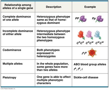 Table of allele relationships and examples