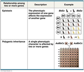 Table of gene interactions and examples