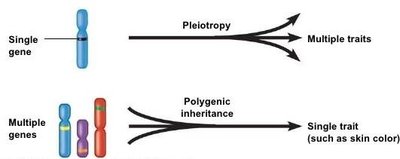Pleiotropy vs. polygenic inheritance diagram
