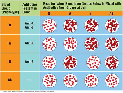 Blood transfusion compatibility diagram