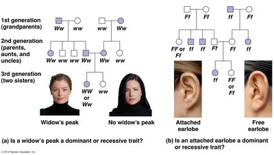 Pedigree symbols and examples