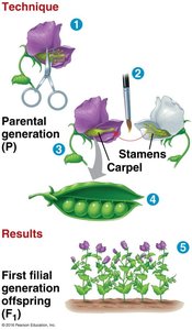 Mendel's cross-pollination technique and results