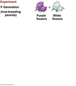 P Generation cross: purple x white flowers