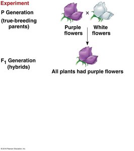 F1 Generation: all purple flowers
