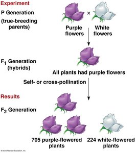F2 Generation: 3 purple to 1 white ratio