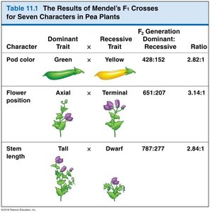 Table of Mendel's F1 crosses for seven characters