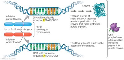 Alleles and DNA sequence for flower color