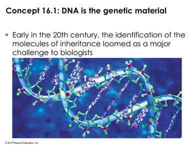 DNA double helix model