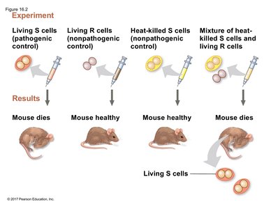 Griffith experiment showing transformation in mice