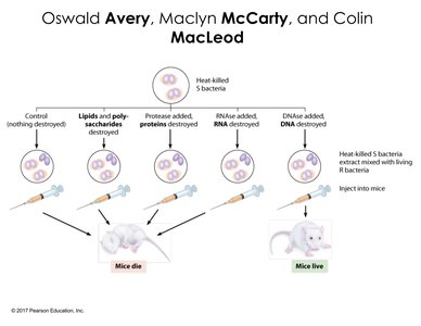 Avery, MacLeod, and McCarty experiment identifying DNA as the transforming principle