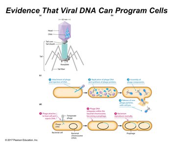 Bacteriophage structure and life cycles