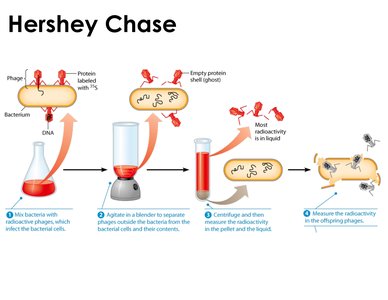 Hershey-Chase experiment with radioactive sulfur