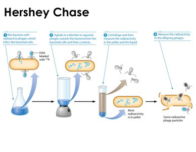 Hershey-Chase experiment with radioactive phosphorus