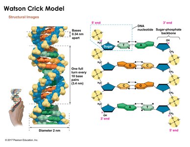 Watson-Crick double helix model and base pairing