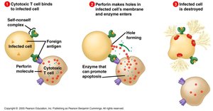 Cytotoxic T cell killing infected cell with perforin