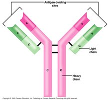Structure of an antibody