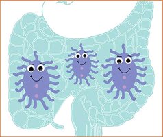 Gut bacteria as part of innate defense