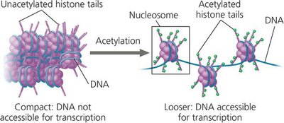 Chromatin structure and acetylation
