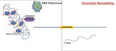 Chromatin remodeling and promoter accessibility
