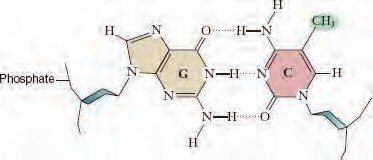 DNA methylation