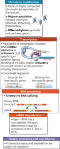 Stages of gene expression regulation