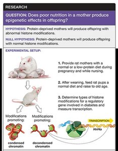 Experimental setup for maternal diet study
