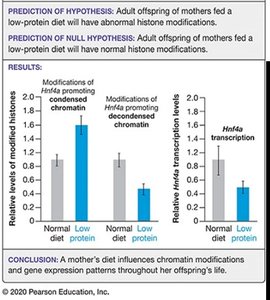 Results of maternal diet study