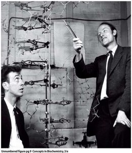 Watson and Crick with DNA model