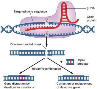 CRISPR Genome Editing
