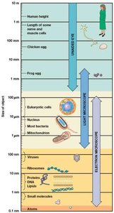 Relative Resolving Power of Human Eye, Light Microscope, and Electron Microscope