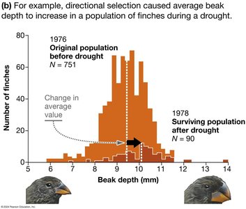 The bottleneck effect is a type of genetic drift